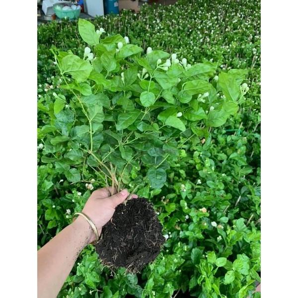 CÂY HOA NHÀI TA cây cao 30-40cm hoa nở quanh năm thơm mát