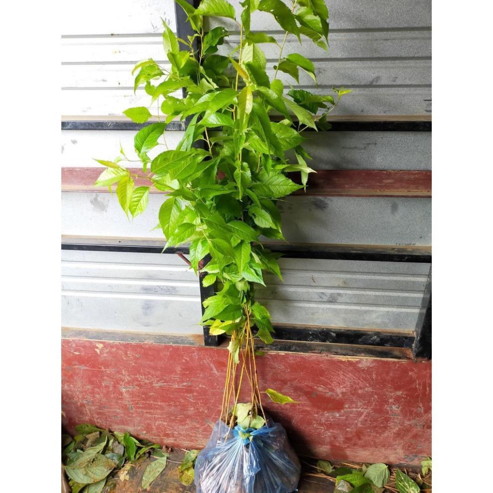 Cây giống Muồng Anh Đào Nhật Bản