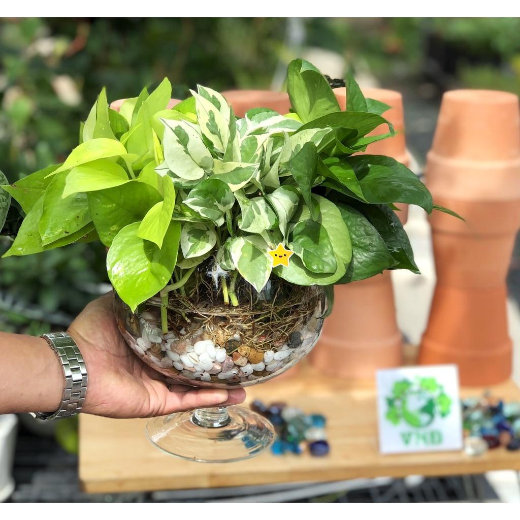 Chậu thủy tinh 3 cây trầu bà Thái xanh - Thái vàng - trầu bà sữa tặng kèm đá trang trí