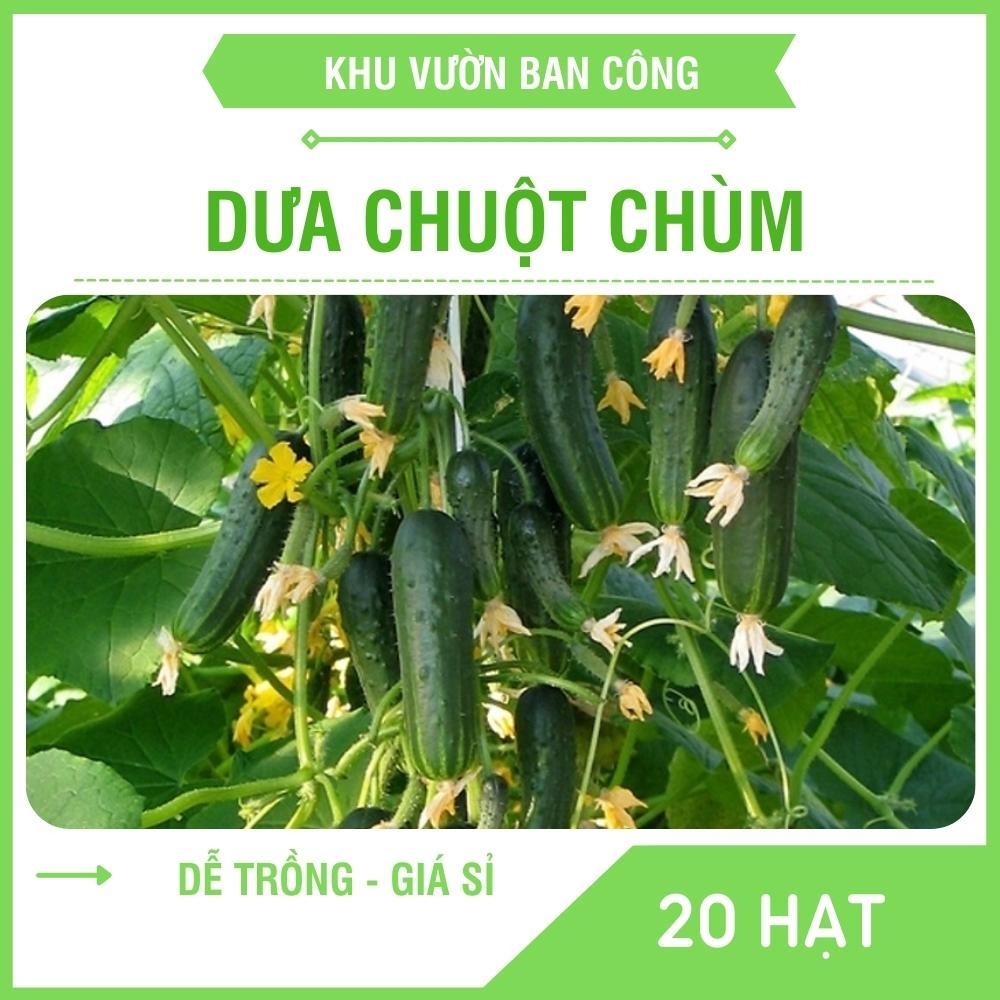 Hạt Giống Dưa Chuột Chùm Siêu Trái F1 Năng Xuất Gói 0.5G 20 Hạt - Khu Vườn Ban Công