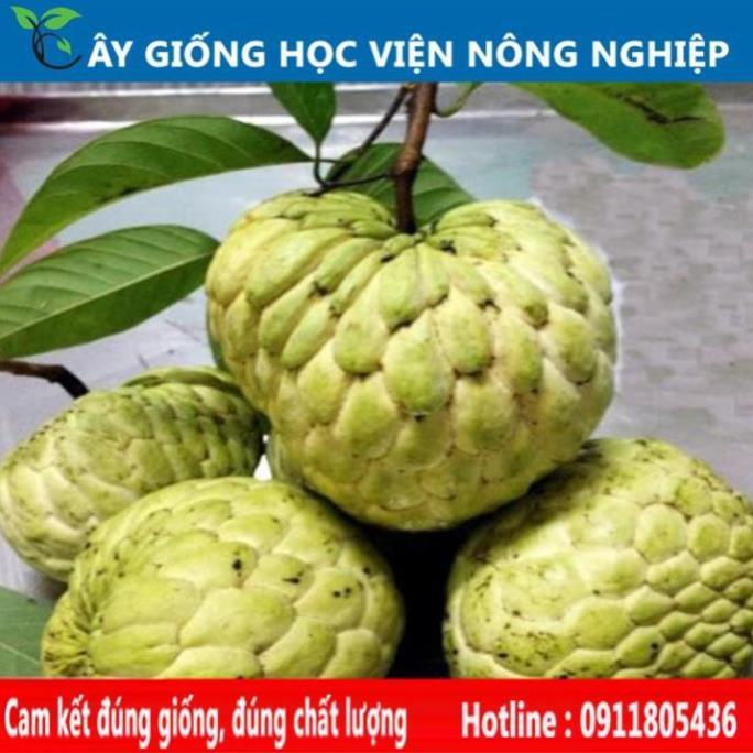 Sản phẩm Cây Ăn Trái cây giống na thái