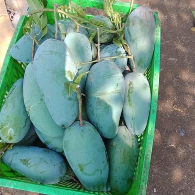 Cây xoài Thái giòn ngọt hạt lép cao 60-90cm