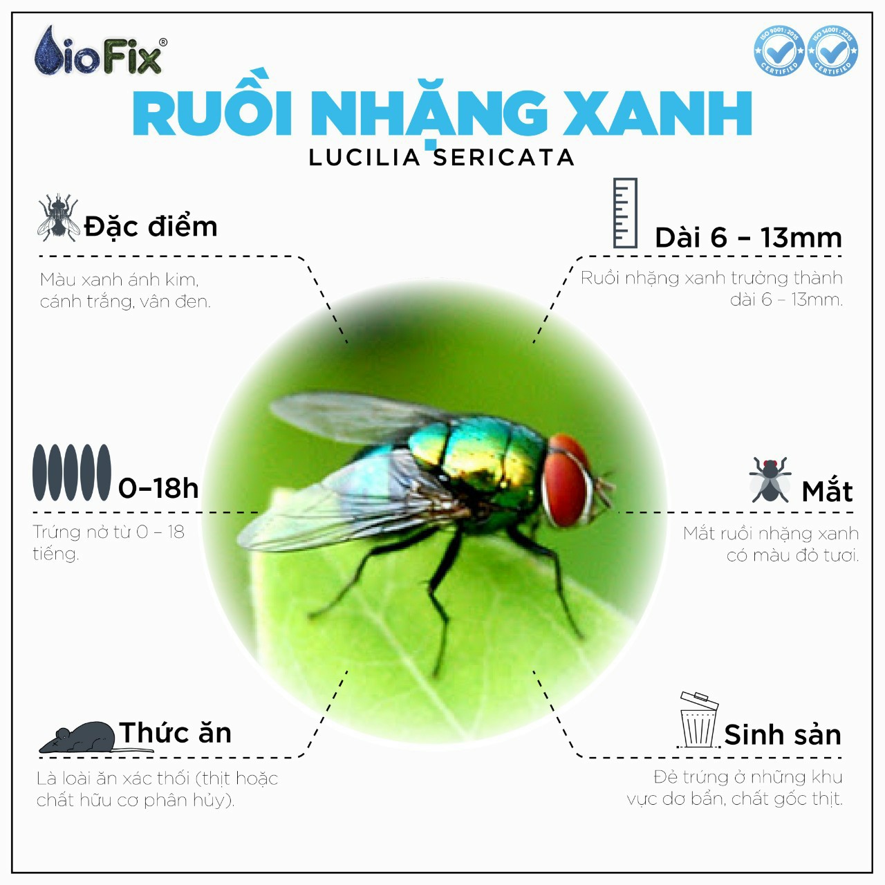 (Ruồi tự bay vào chết)  Bình xịt ruồi GREEN FLY dung tích 350ml