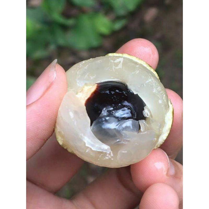 Giống nhãn hưng yên