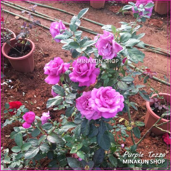 Hoa hồng ngoại Purple Tezza cực đẹp