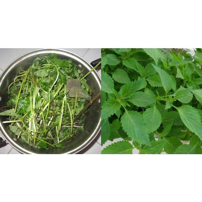 RAU KINH GIỚI- BẦU CÂY GIỐNG