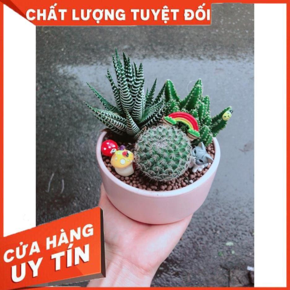 Chậu sen đá tiểu cảnh 23