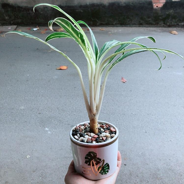 Chậu Cây Giữ Tiền