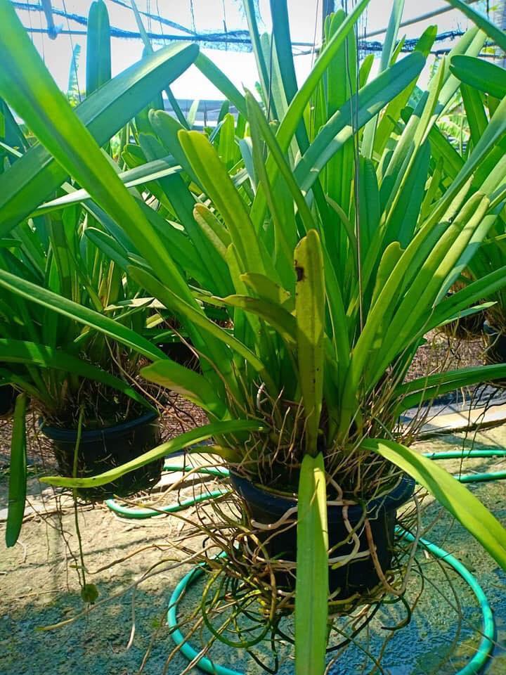 Địa lan kiếm vàng, mặt hoa lai, gửi đi nguyên chậu UY TÍN CHẤT LƯỢNG