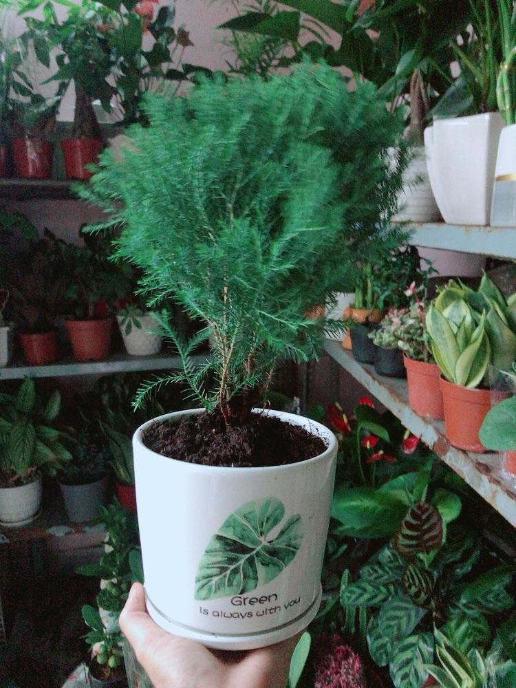 Chậu Cây Tùng Bồng Lai