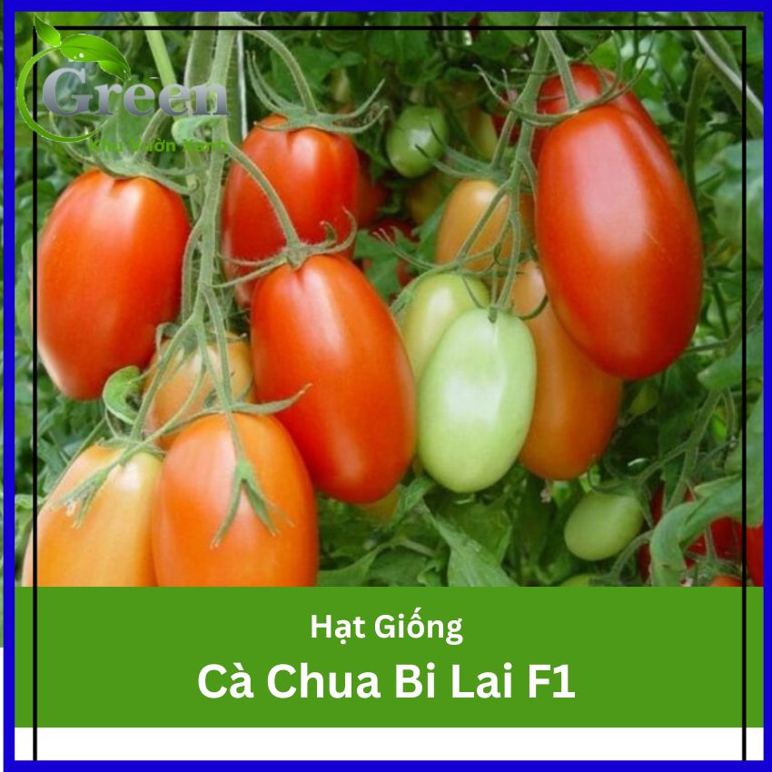 Hạt Giống Cà Chua Bi Lai F1