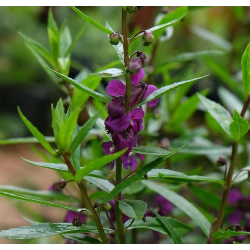 Hoa Ngọc Hân (violet tím)
