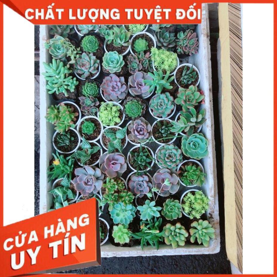 Combo 10 cây sen đá Nhiều Người Mua