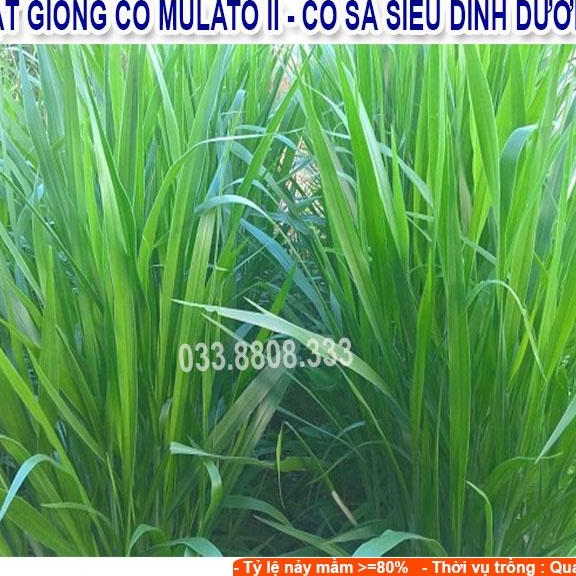 Hạt giống cỏ Mulato II - Cỏ Sả Dinh Dưỡng
