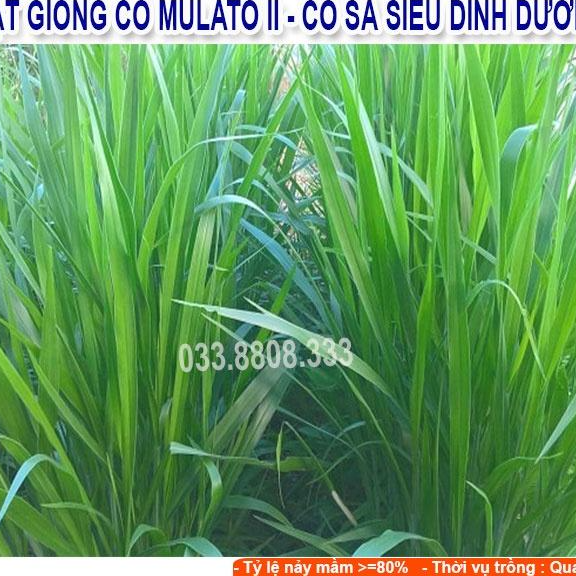 Hạt giống cỏ Mulato II - Cỏ Sả Dinh Dưỡng (gói 200g)