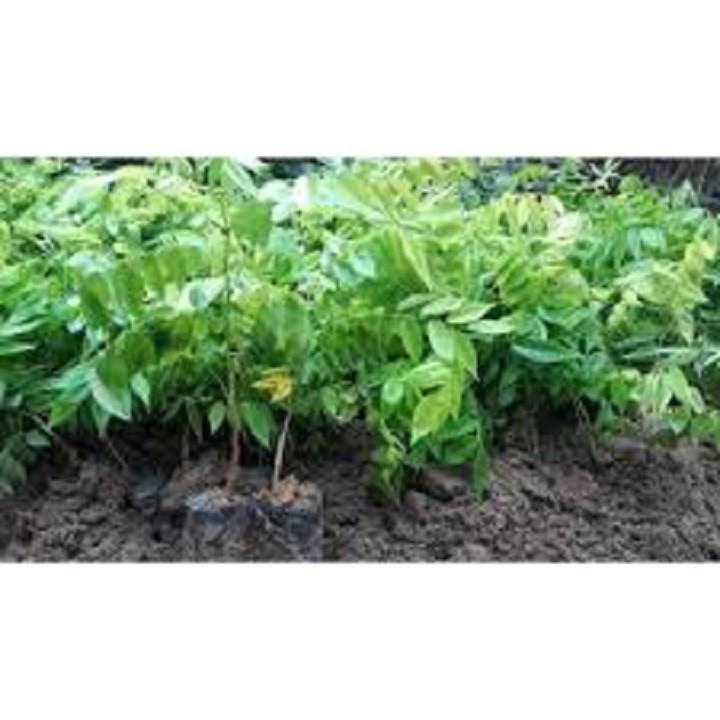 COMBO 2 BẦU CÂY GIỐNG CÂY SƯA ĐỎ