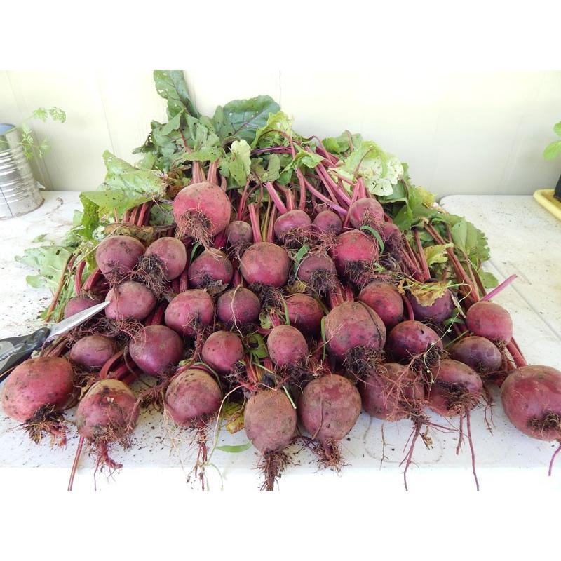 Hạt giống Củ Dền Đỏ -
