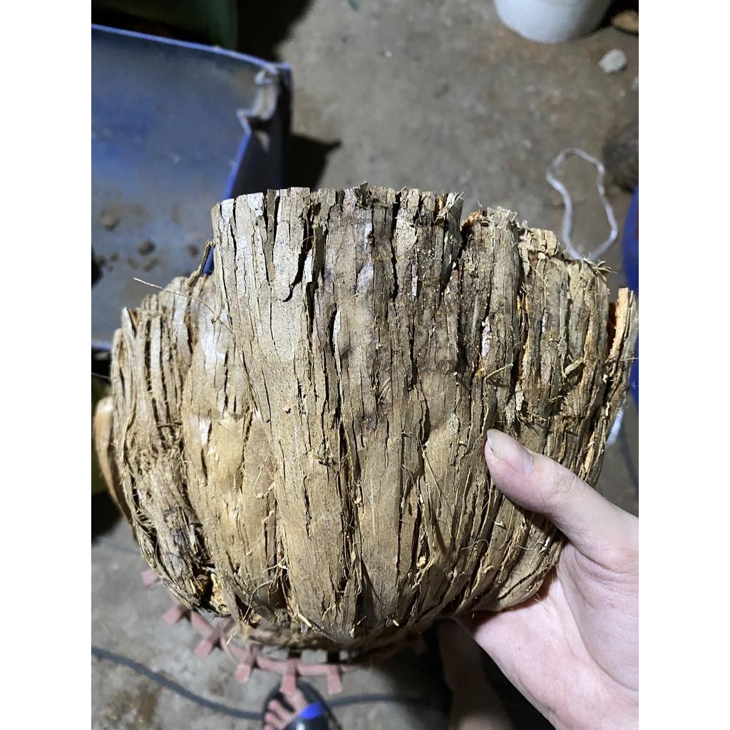 Dừa cán nguyên trái  siêu