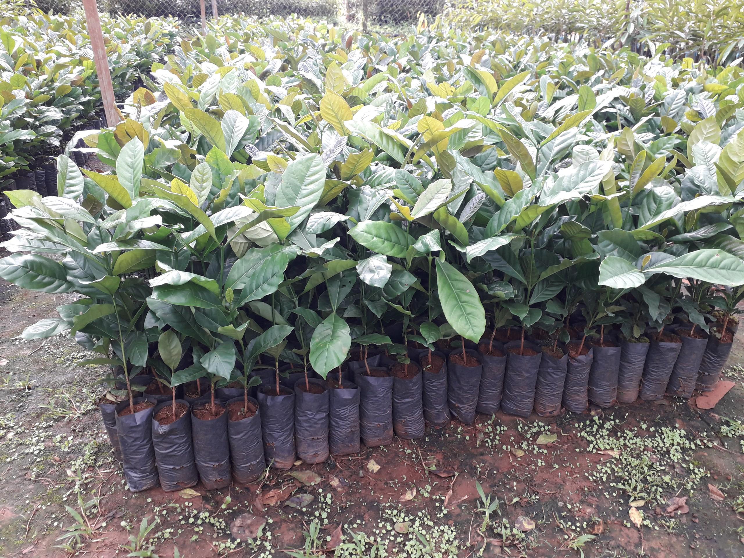 Cây giống Cà Phê vối CAO SẢN TR4