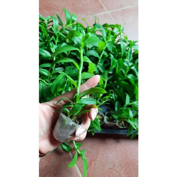 Hoa phong lan 5 cánh trắng cấy mô