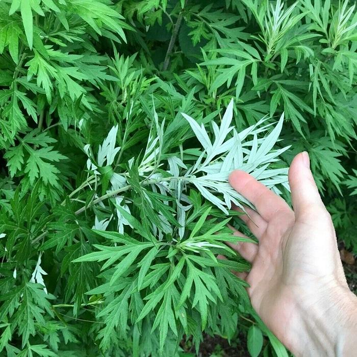 1kg cây ngải cứu tươi sạch hàng tuyển chọn loại 1, cây nhà trồng