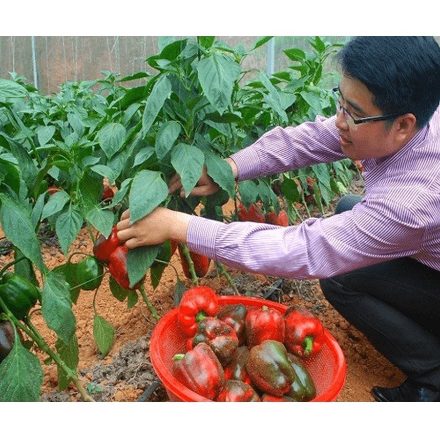 Hạt Giống Ớt Ngọt Đỏ F1 - Ớt Chuông Đỏ Ngon 4 Mùa - Gói 10 Hạt