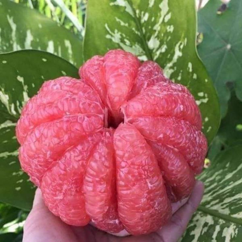 Cây giống bưởi da xanh ruột hồng