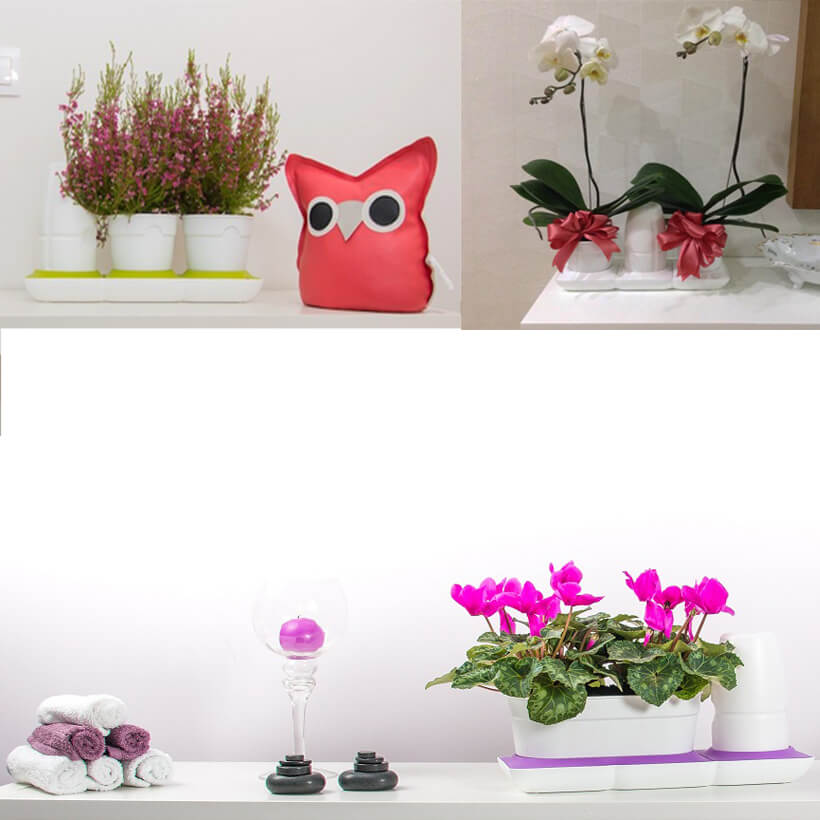 Vòng Phụ Kiện 5 Màu Color Ring Thay Thế Vòng Chậu Kit Trồng Cây Tự Dưỡng nhập khẩu Bồ Đào Nha Basic S và Basic UNO