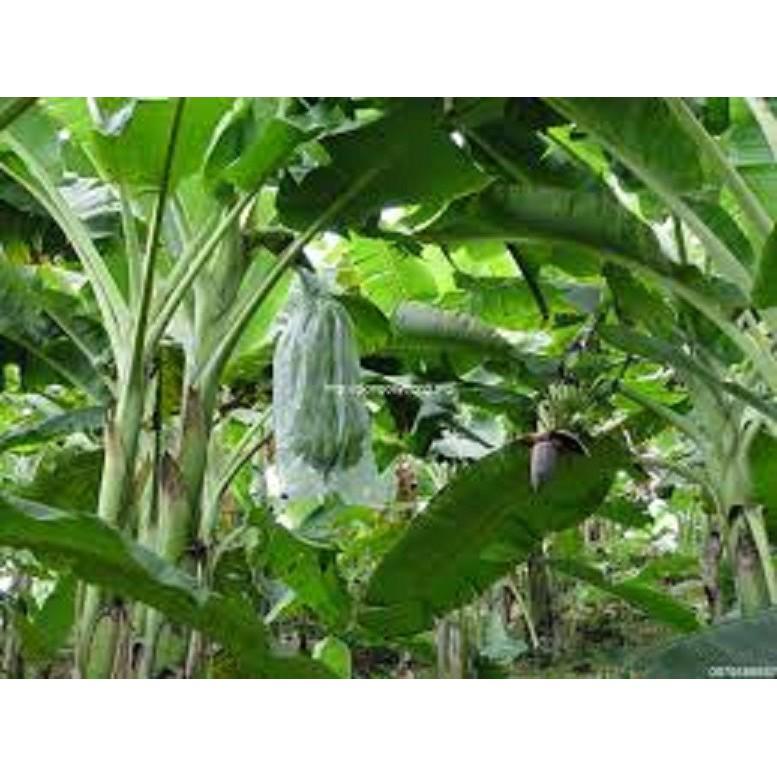Cây giống CHUỐI TÂY THÁI ngọt thơm - hàng cây giống CHUẨN F1