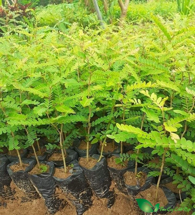 Cây Giống Bồ Kết