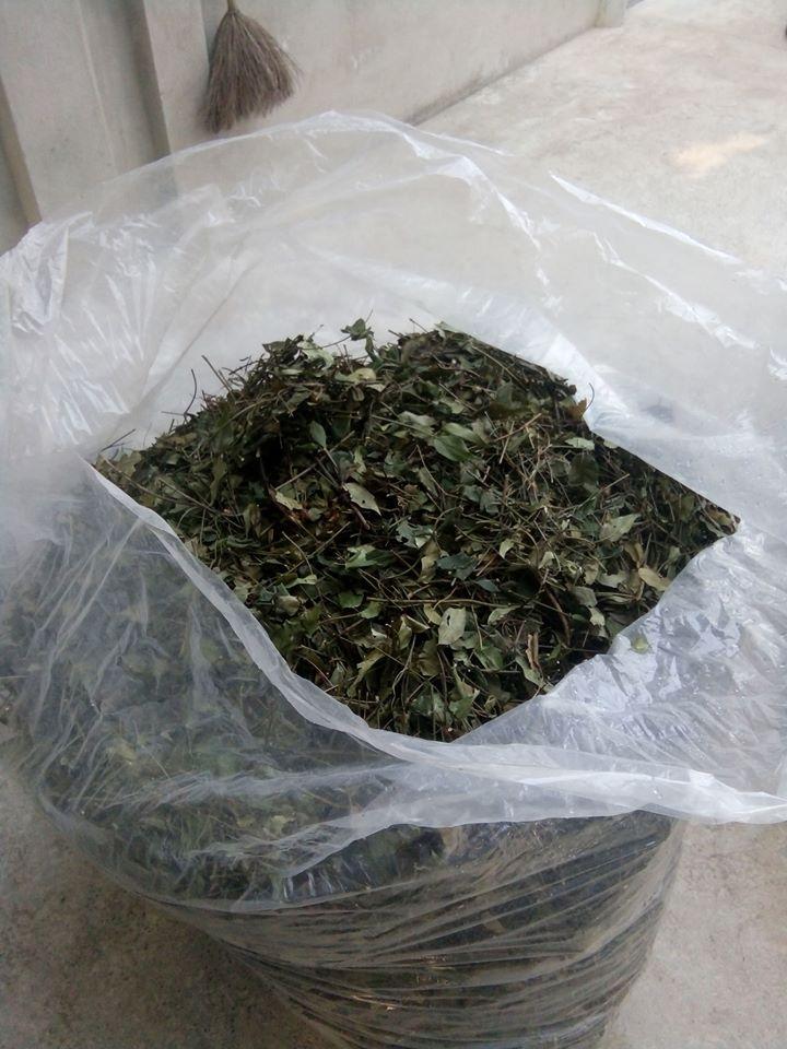 Cây chè vằng sẻ - Tốt cho phụ nữ sau sinh giảm cân và lợi sữa - Chè vằng lá nhỏ khô hữu cơ 1kg