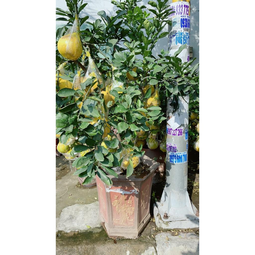 Chậu Cây Bưởi Kiểng