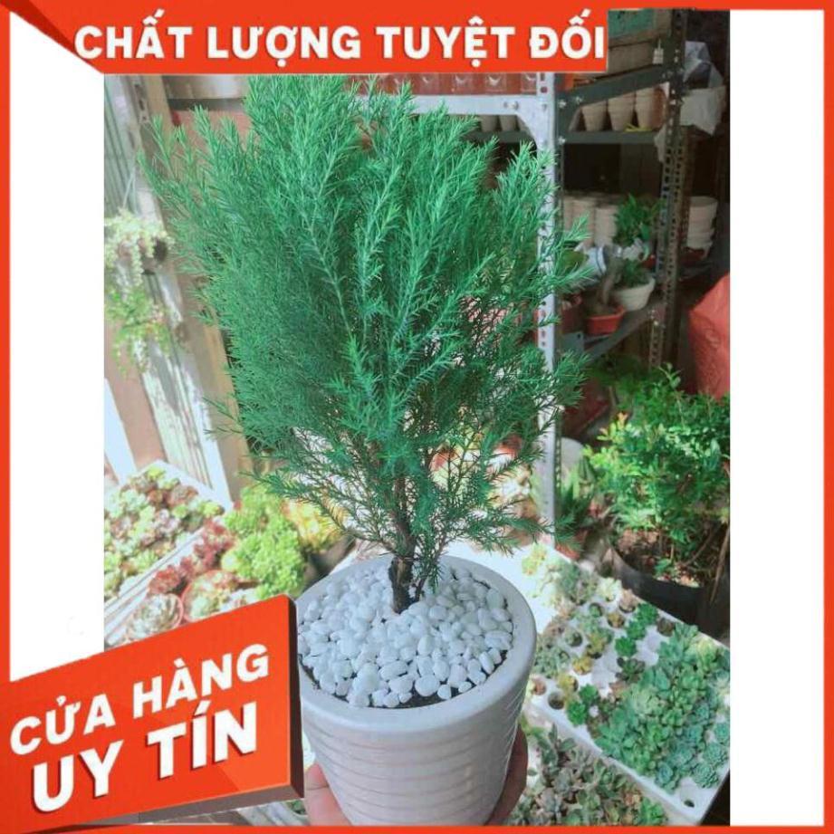 Chậu tùng bồng lai Nhiều Người Mua