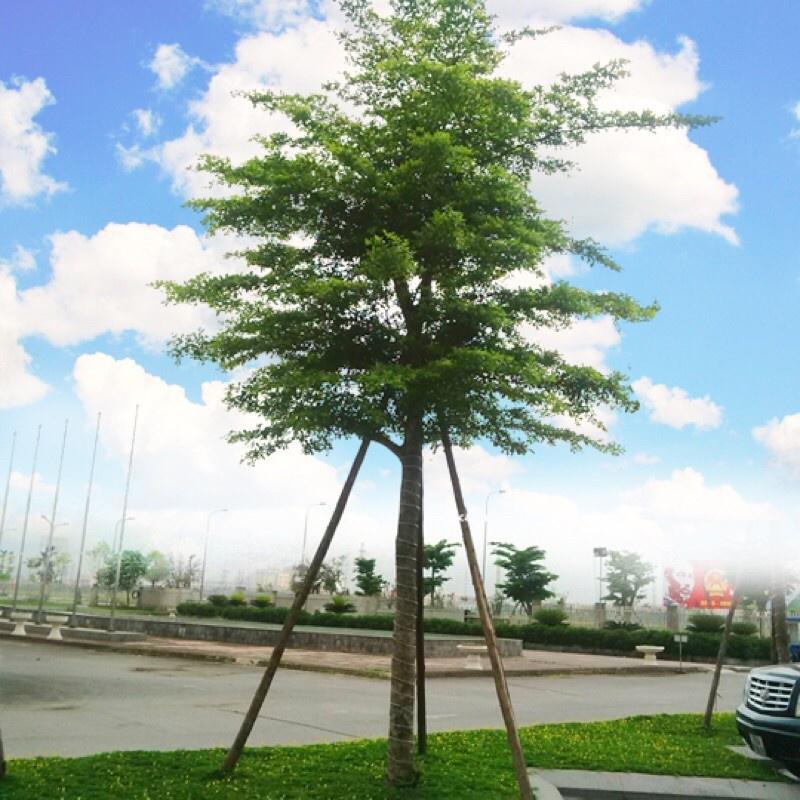 CÂY GIỐNG BÀNG ĐÀI LOAN LÁ NHỎ( cây cao 50-60cm)