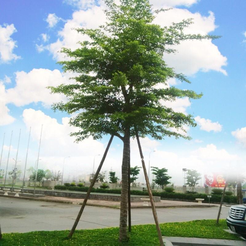 CÂY GIỐNG BÀNG ĐÀI LOAN LÁ NHỎ
