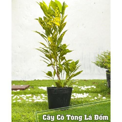 CHẬU CÂY CÔ TÒNG LÁ ĐỐM -MANG LẠI KHÔNG GIAN SINH ĐỘNG VÀ NỔI BẬT - NCCGCCTLD