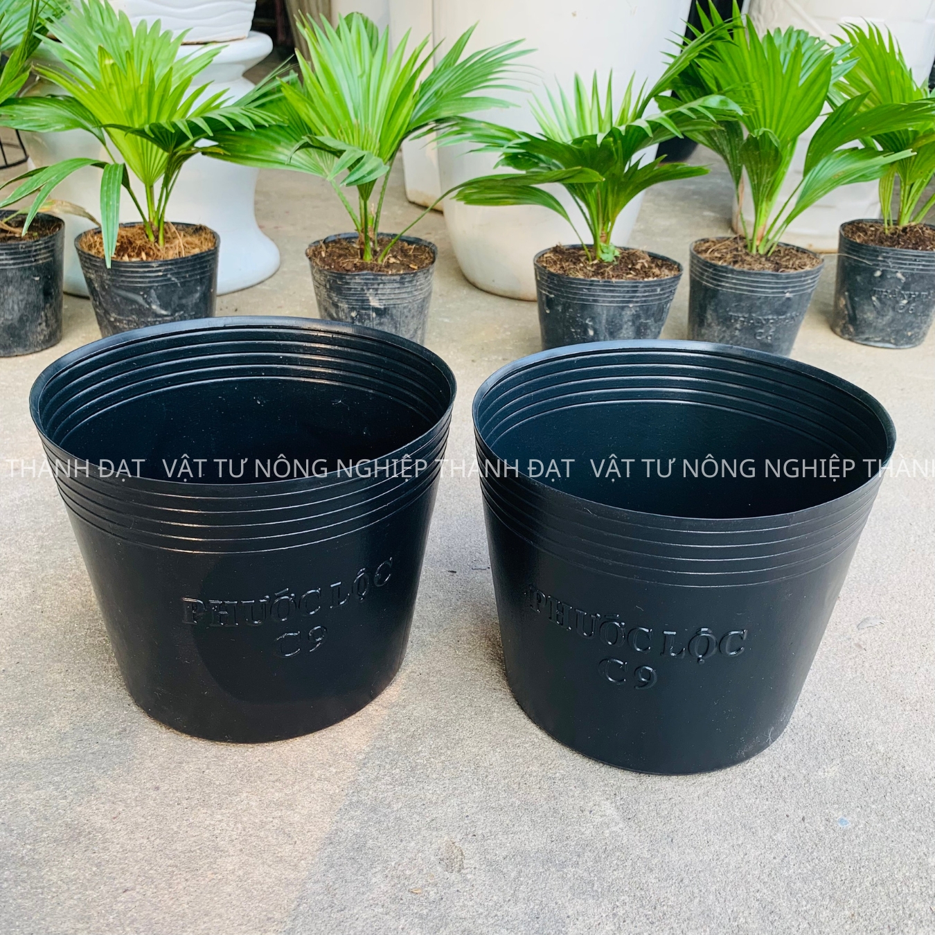 Bầu ươm cây cứng c9 hàng dày