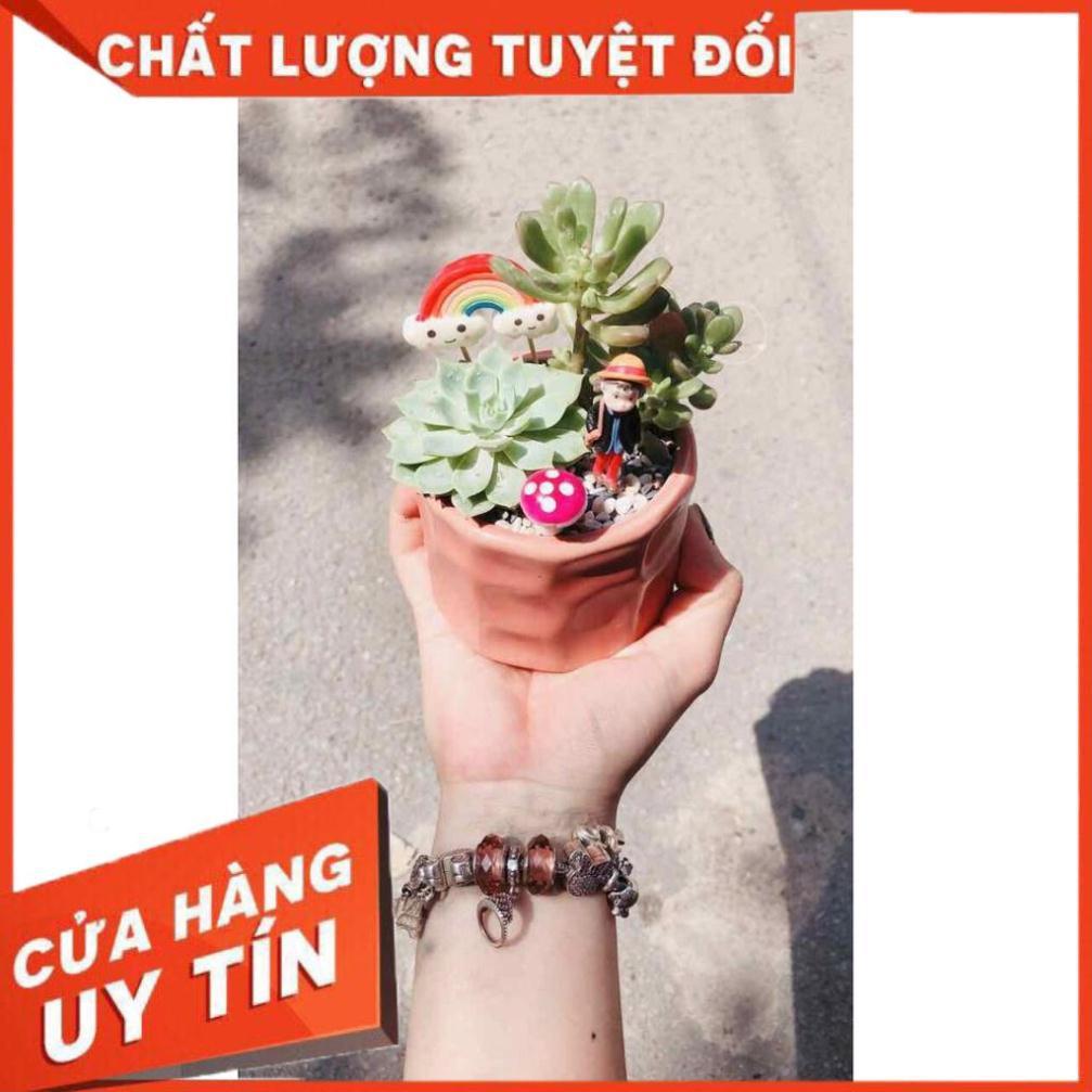Chậu sen đá Nhiều Người Mua