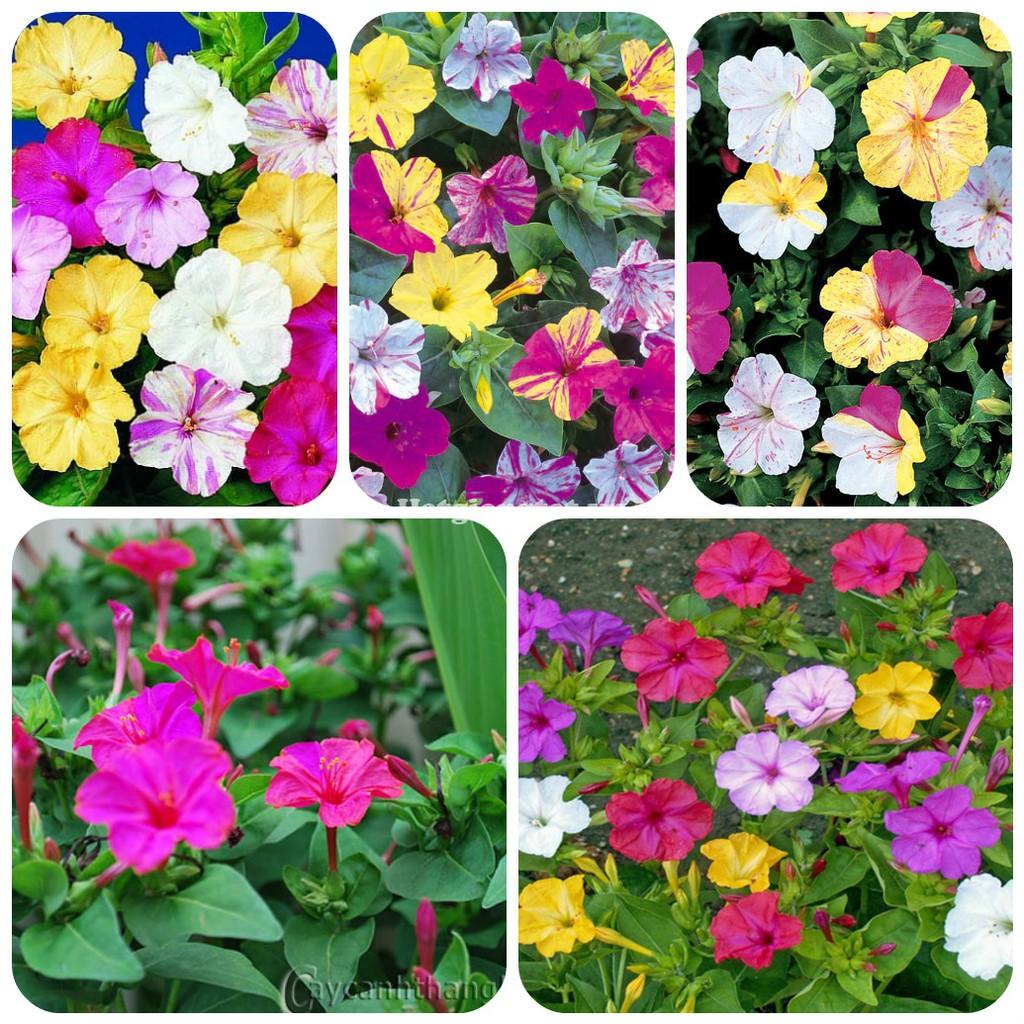 Hạt giống hoa bông phấn mix Nhiều màu 50 hạt/gói