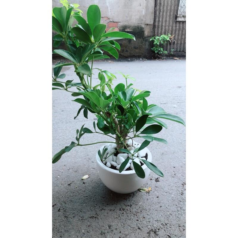 Chậu Cây Ngũ Gia Bì