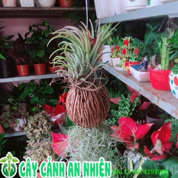 Cây Không Khí