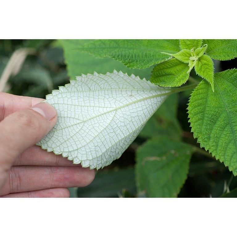500gr lá gai tươi sạch làm bánh, nhiều công dụng - cây nhà trồng