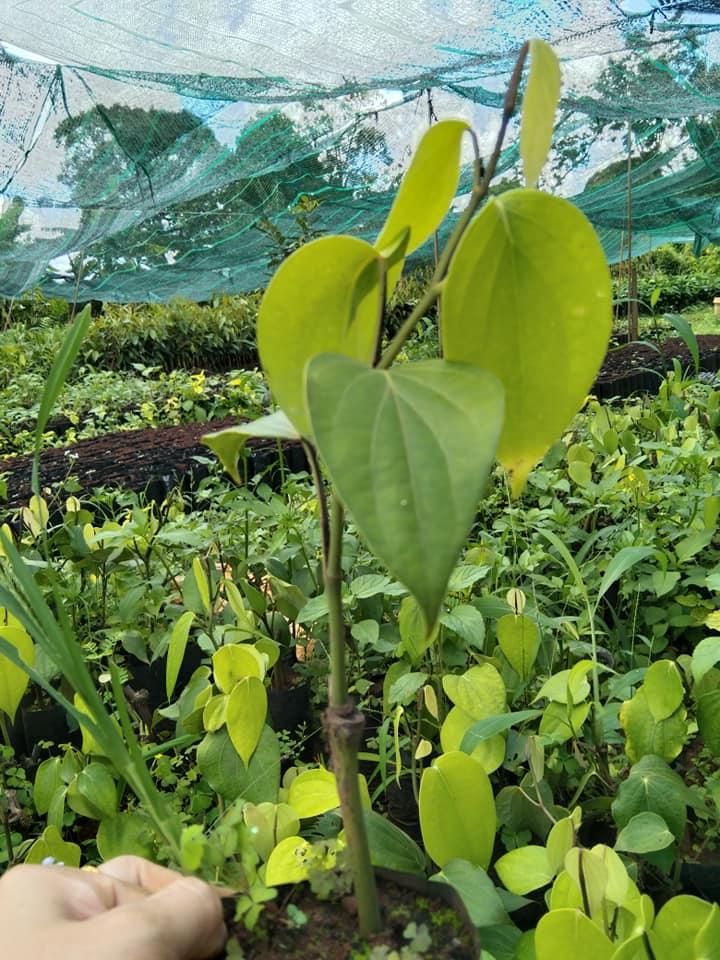 TIÊU GIỐNG VĨNH LINH NĂNG SUẤT CAO