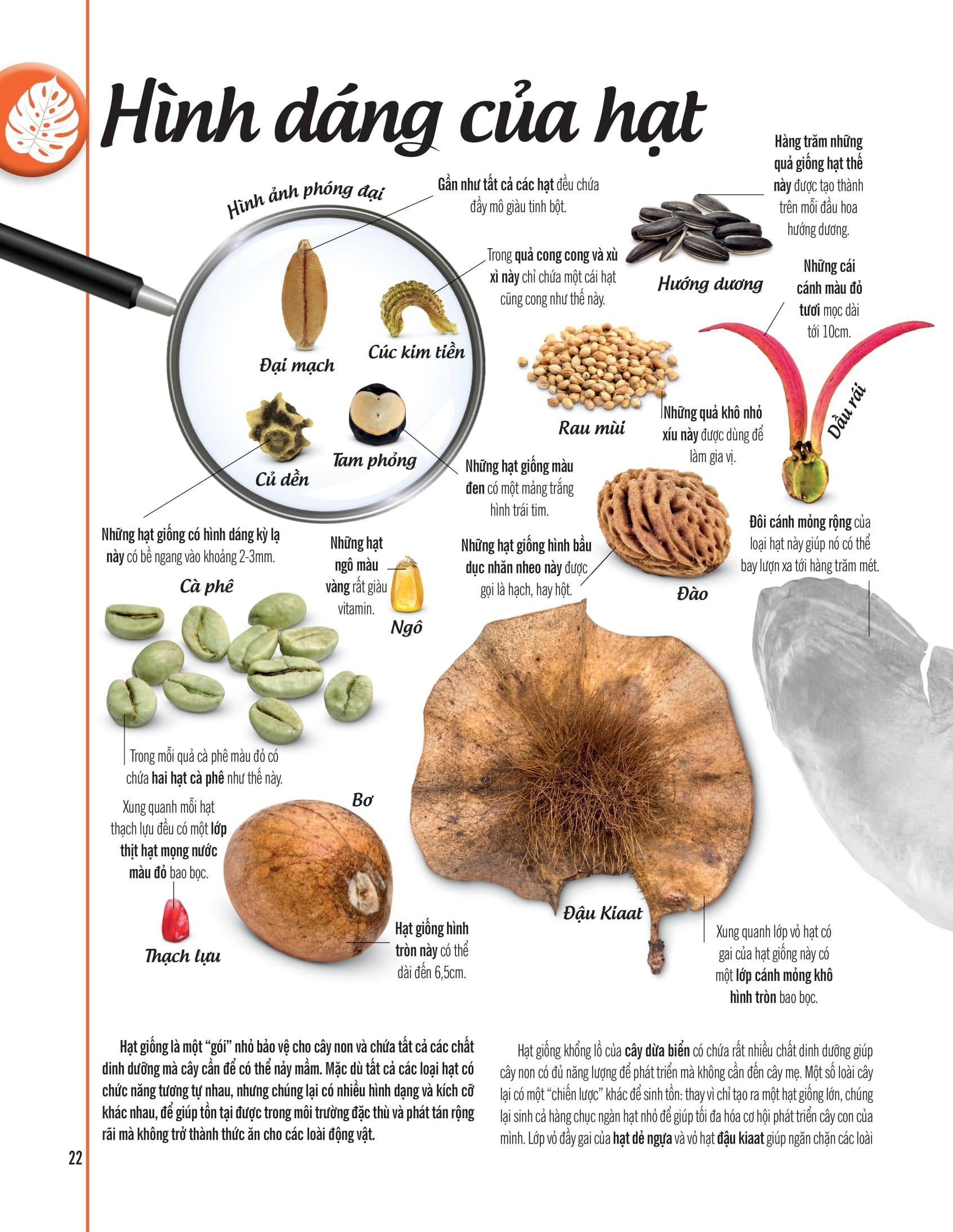 Bách Khoa Thư Về Thế Giới Thực Vật - Cây, Lá, Hoa Và Hạt