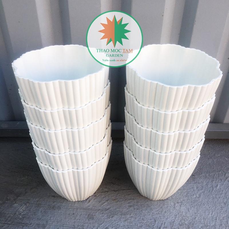 10 Chậu Hoa Mai 15x13cm – Chậu nhựa trắng dày đẹp, trồng cây trồng hoa trang trí