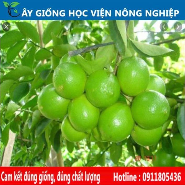 Sản phẩm Cây Ăn Trái chanh tứ quý