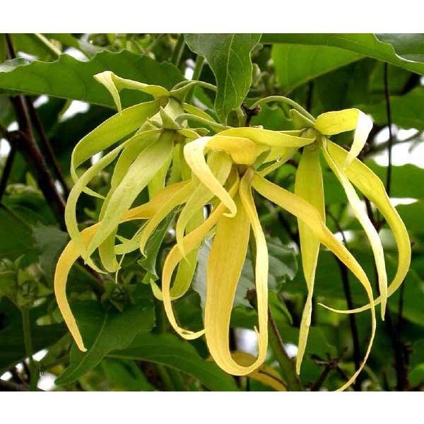 Cây giống hoa dẻ thơm - cây choai lớn