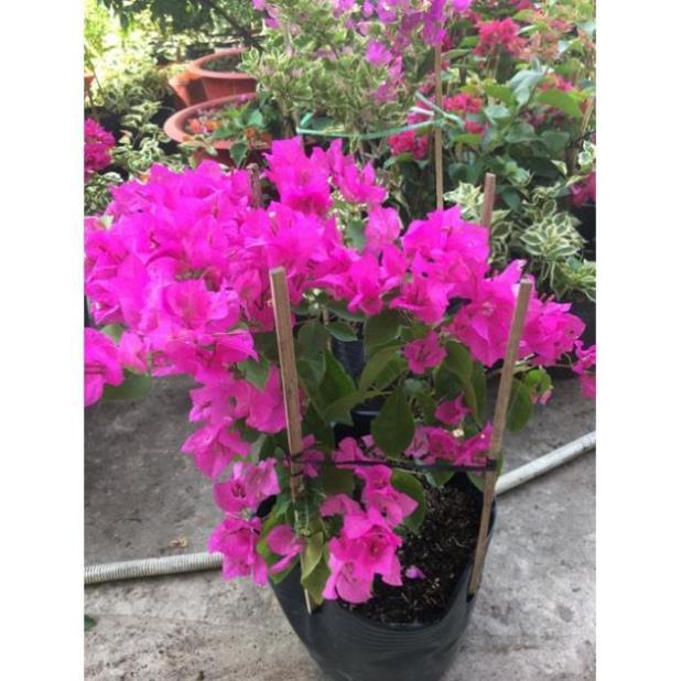 Hoa giấy đỏ hồng siêu bông