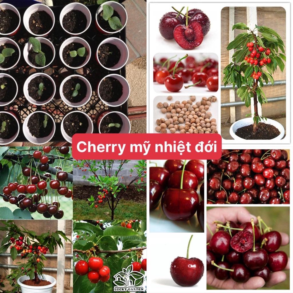 Hạt Giống Cherry Nhiệt Đới Dễ Trồng Quả To