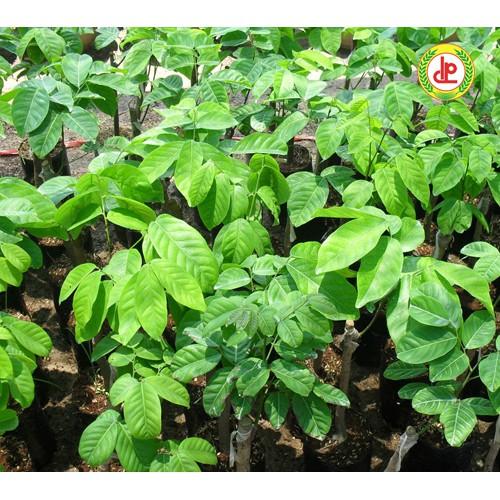 CÂY GIỐNG CHÔM CHÔM TRÓC SIÊU SỚM .